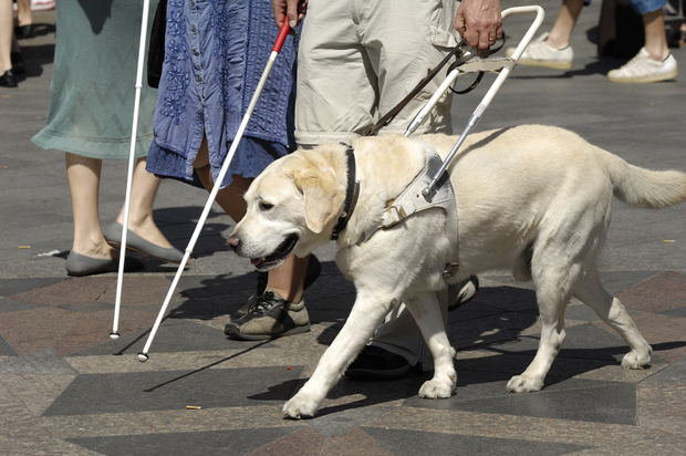 how do you help a blind dog