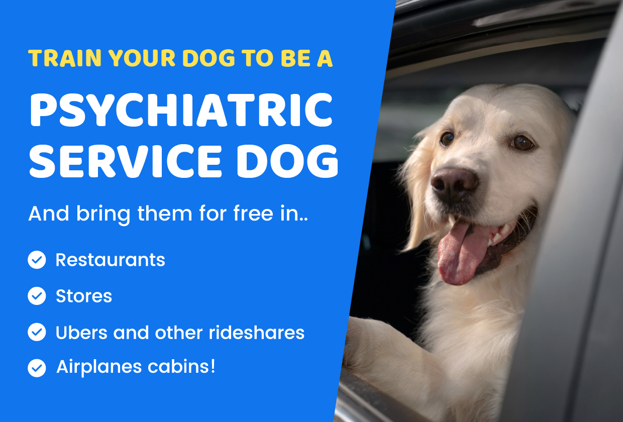 How to get your dog certified as a service 2024 dog