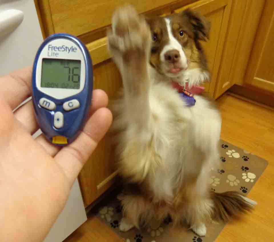 How Are Diabetic Service Dogs Trained DiabetesWalls