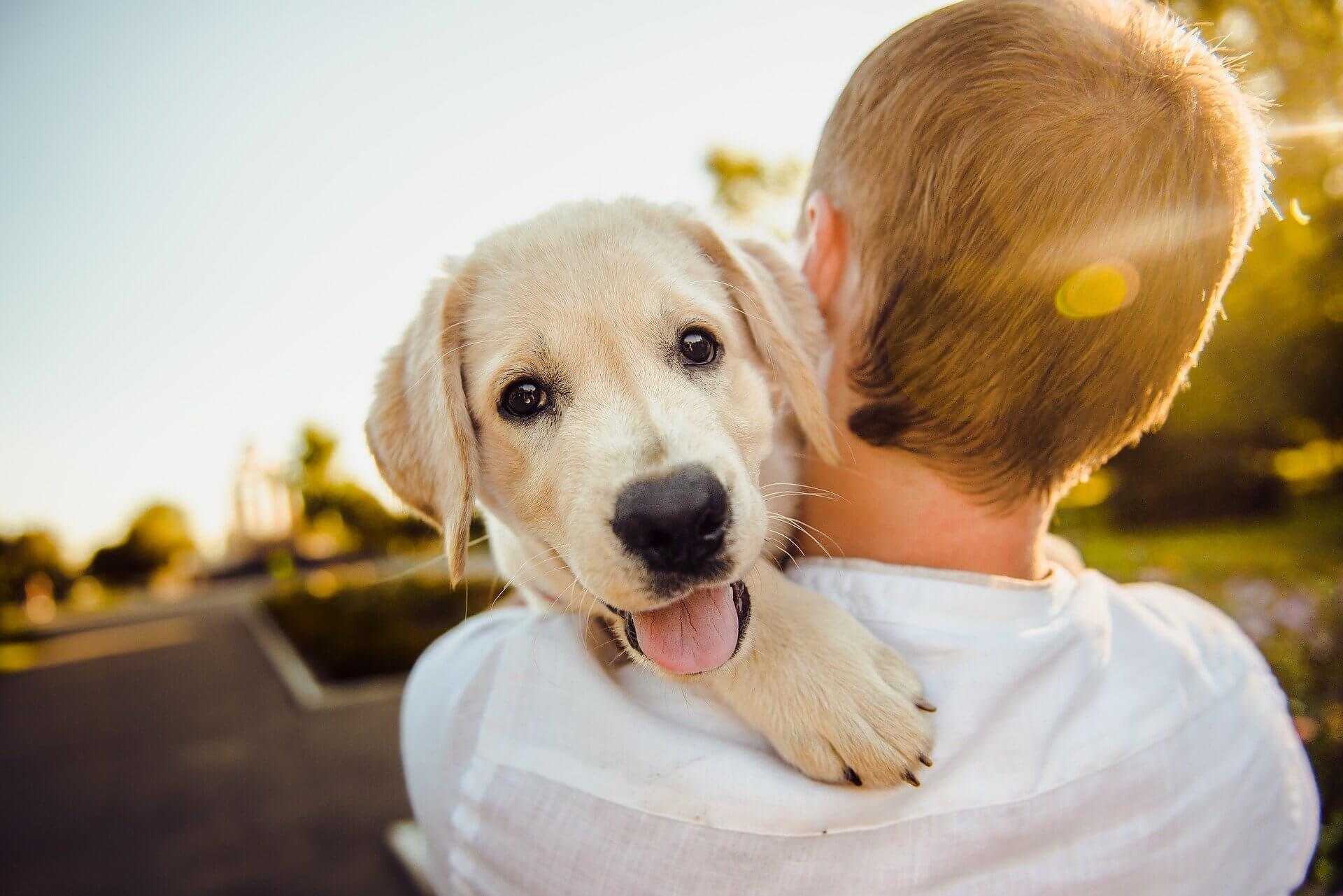 Do You Qualify For A Psychiatric Service Dog 