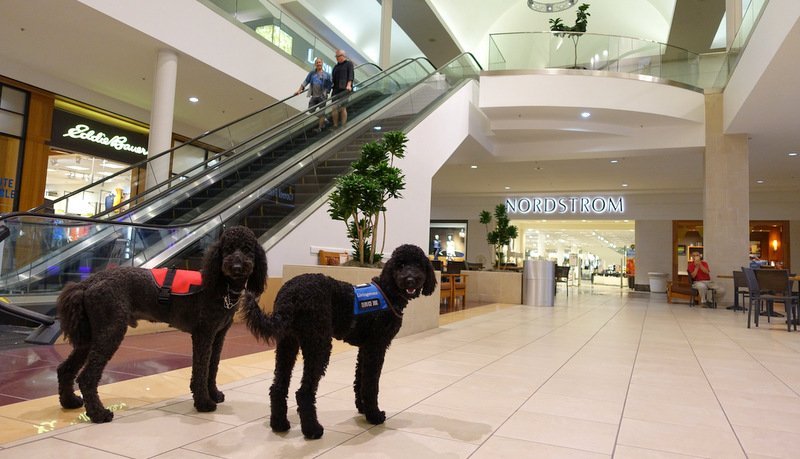 Your Dog and a List of Dog-Friendly Stores