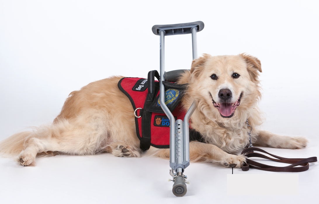 how to get a dog licensed as a service dog