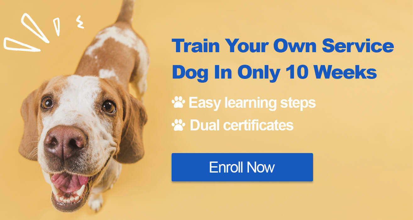 how do i certify my dog as a service dog