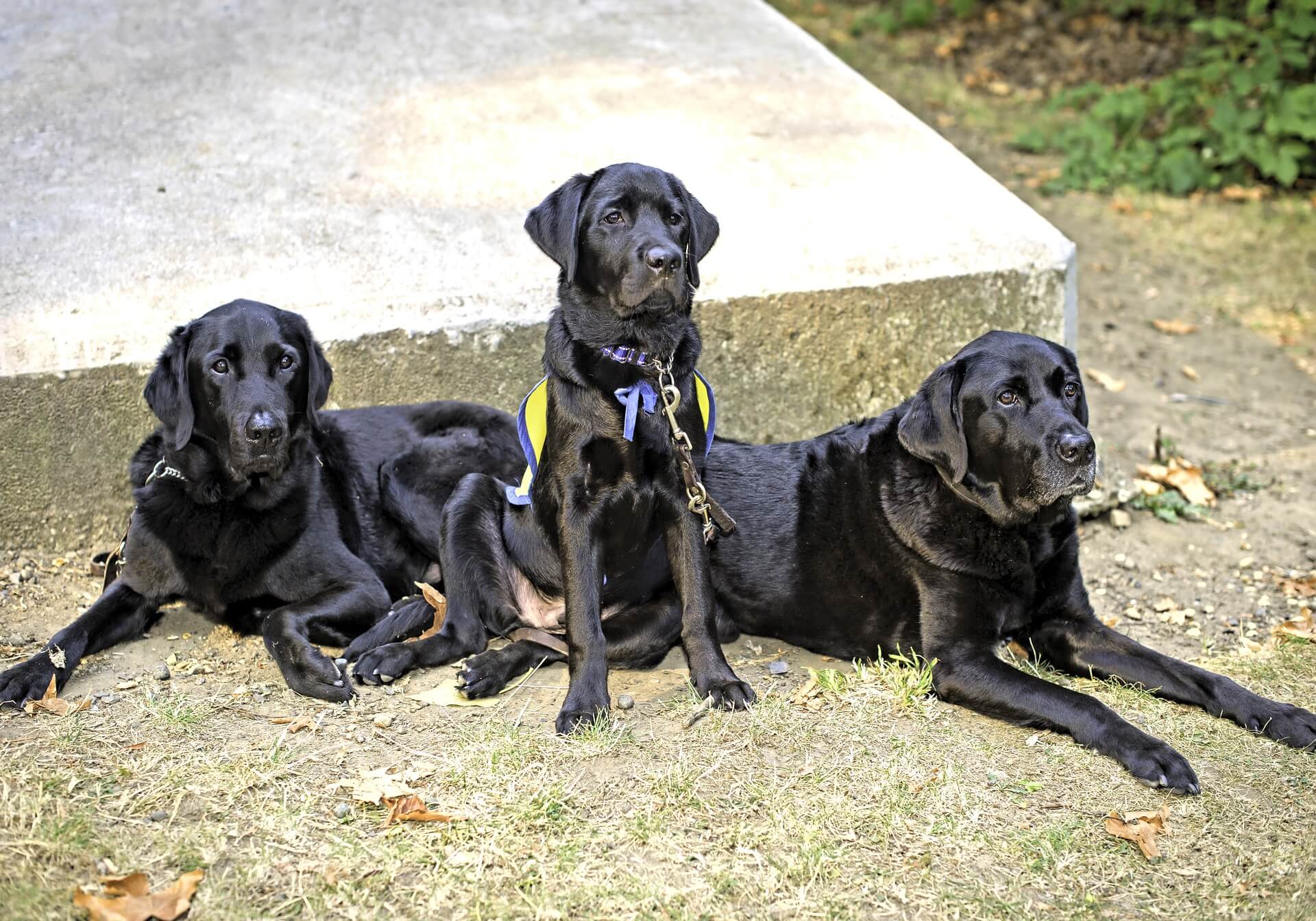 How To Register Your Dog As An Assistance Dog In The UK