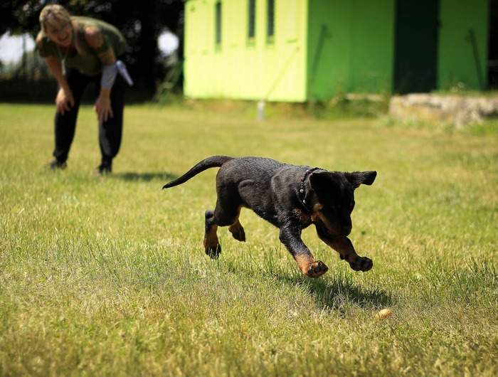 become-a-service-dog-trainer-every-day-interests